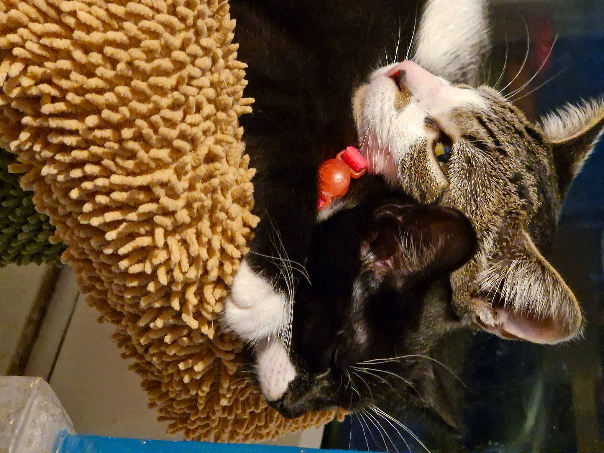 Bukayo joined the competition — help win amazing prizes! animal_shelter, carnivore, cat, cat_supply, claw, domestic_short_haired_cat, fang, fawn, felidae, fur, organism, paw, pet_supply, plant, small_to_medium_sized_cats, snout, tail, terrestrial_animal, whiskers, wildlife