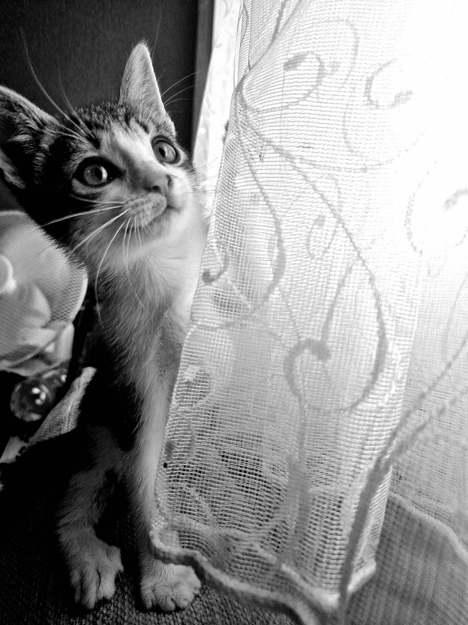 Bukayo joined the competition — help win amazing prizes! black_and_white, carnivore, cat, claw, comfort, domestic_short_haired_cat, felidae, foot, fur, grey, human_leg, monochrome, monochrome_photography, pattern, paw, small_to_medium_sized_cats, snout, still_life_photography, style, whiskers