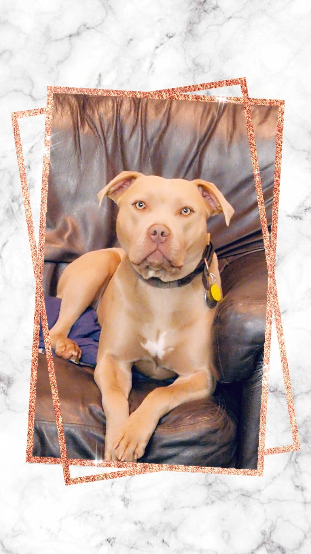 Rogue is registered to the contest to win money with this photo: canidae, carnivore, collar, companion_dog, dog, dog_breed, dog_collar, dog_supply, fawn, guard_dog, linens, liver, molosser, pattern, pet_supply, rectangle, snout, sporting_group, wood, working_animal