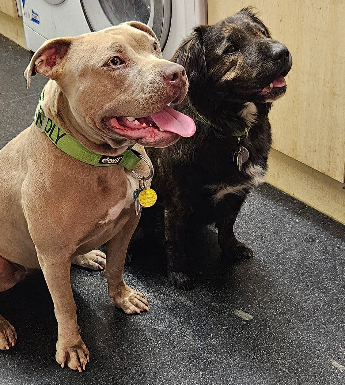 Rogue joined the competition — help win amazing prizes! carnivore, collar, companion_dog, dog, dog_breed, dog_collar, dog_supply, fashion_accessory, fawn, guard_dog, leash, liver, molosser, pet_supply, snout, sporting_group, whiskers, working_animal, working_dog, wrinkle