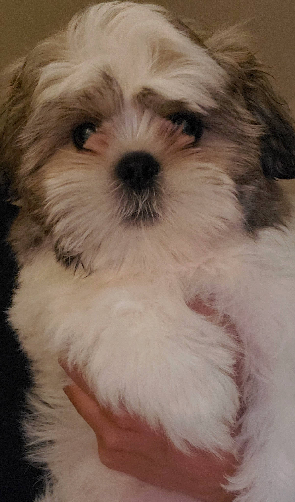 Jett joined the competition — help win amazing prizes! canidae, carnivore, companion_dog, dog, dog_breed, fur, liver, mal_shi, maltepoo, non_sporting_group, puppy, shih_poo, shih_tzu, small_terrier, snout, sporting_group, terrestrial_animal, terrier, toy_dog, working_animal