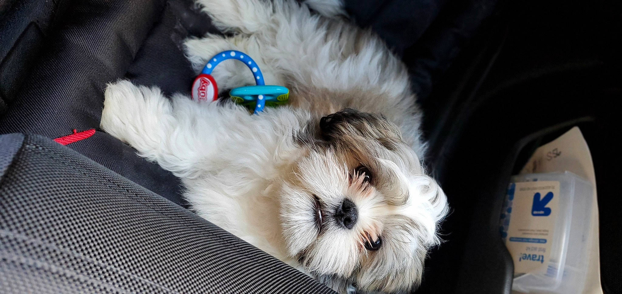 Jett is registered to the contest to win money with this photo: canidae, carnivore, collar, companion_dog, dog, dog_breed, dog_clothes, dog_collar, dog_supply, fawn, fur, shih_poo, small_terrier, snout, sporting_group, terrier, toy, toy_dog, whiskers, working_animal