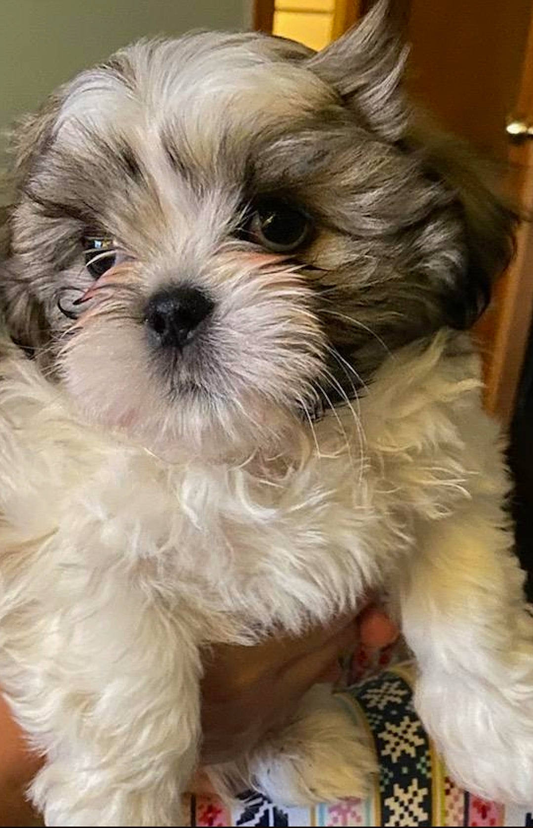 Jett is registered to the contest to win money with this photo: carnivore, comfort, companion_dog, dog, dog_breed, fawn, fur, liver, mal_shi, maltepoo, natural_material, shih_poo, shih_tzu, small_terrier, snout, sporting_group, terrestrial_animal, terrier, toy_dog, working_animal