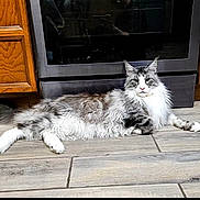 Gus joined the competition — help win amazing prizes! cat, domestic_animal, feline, fluffy, gray_fur, household, indoor, kitchen, long_hair, lying_down, mammal, oven, pet, relaxed, resting, stainless_steel, striped, tile_floor, white_paws, wooden_cabinet