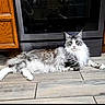 cat, domestic_animal, feline, fluffy, gray_fur, household, indoor, kitchen, long_hair, lying_down, mammal, oven, pet, relaxed, resting, stainless_steel, striped, tile_floor, white_paws, wooden_cabinet