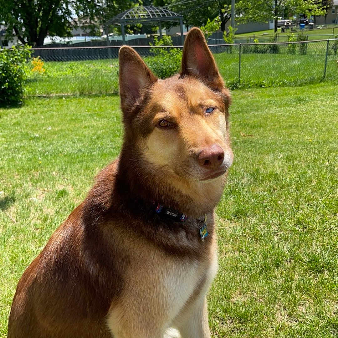 Koda joined the competition — help win amazing prizes! animal, backyard, canine, dog, grass, green, grove, husky, land, lawn, nature, outdoors, park, pet, plant, summer, tree, vegetation, woodland, yard