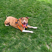 Rocky joined the competition — help win amazing prizes! dog, animal, canine, pet, grass, outdoor, harness, tongue_out, playful, brown_dog, white_paws, happy, lying_down, summer, nature, mammal, friendly, daylight, park, leisure