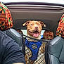 Rocky is registered to the contest to win money with this photo: dog, car, harness, safety_net, seat, seat_cover, patterned_fabric, smiling, tongue_out, pet, vehicle_interior, person_partial, black_shirt, window, sky, headrest, leather_seat, colorful, happy, transport