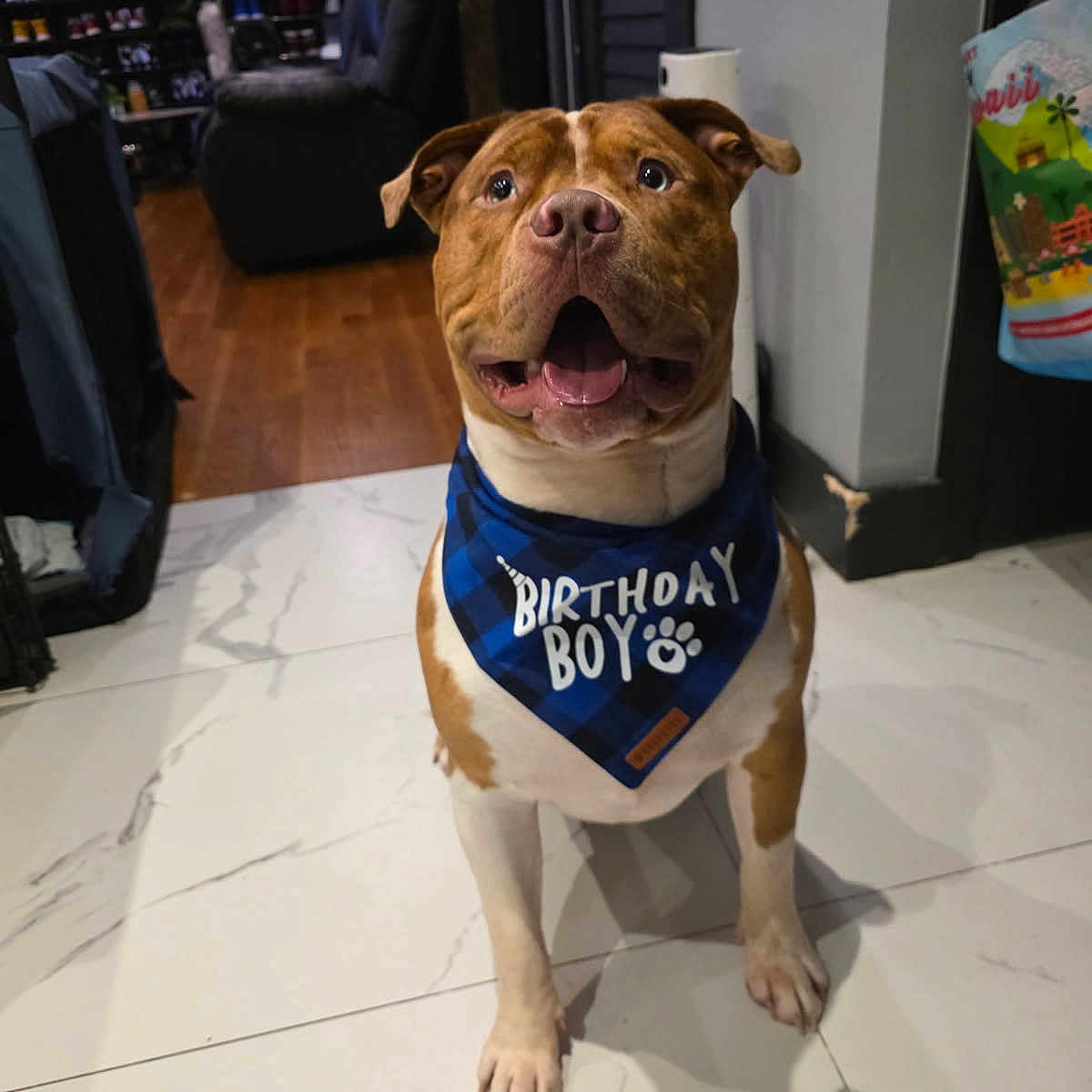 Rocky joined the competition — help win amazing prizes! bandana, birthday_boy, brown_and_white, canine, celebration, cheerful, dog, domestic_animal, floor, furniture, happy, house, indoor, looking_up, marble_floor, pet, portrait, shelf, shoes, sitting