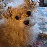 Gus joined the competition — help win amazing prizes! dog, fluffy, light_colored, pet, curious, lying_down, indoor, close_up, fur, animal, cute, face, ears, nose, eyes, home, cozy, relaxed, portrait, companion