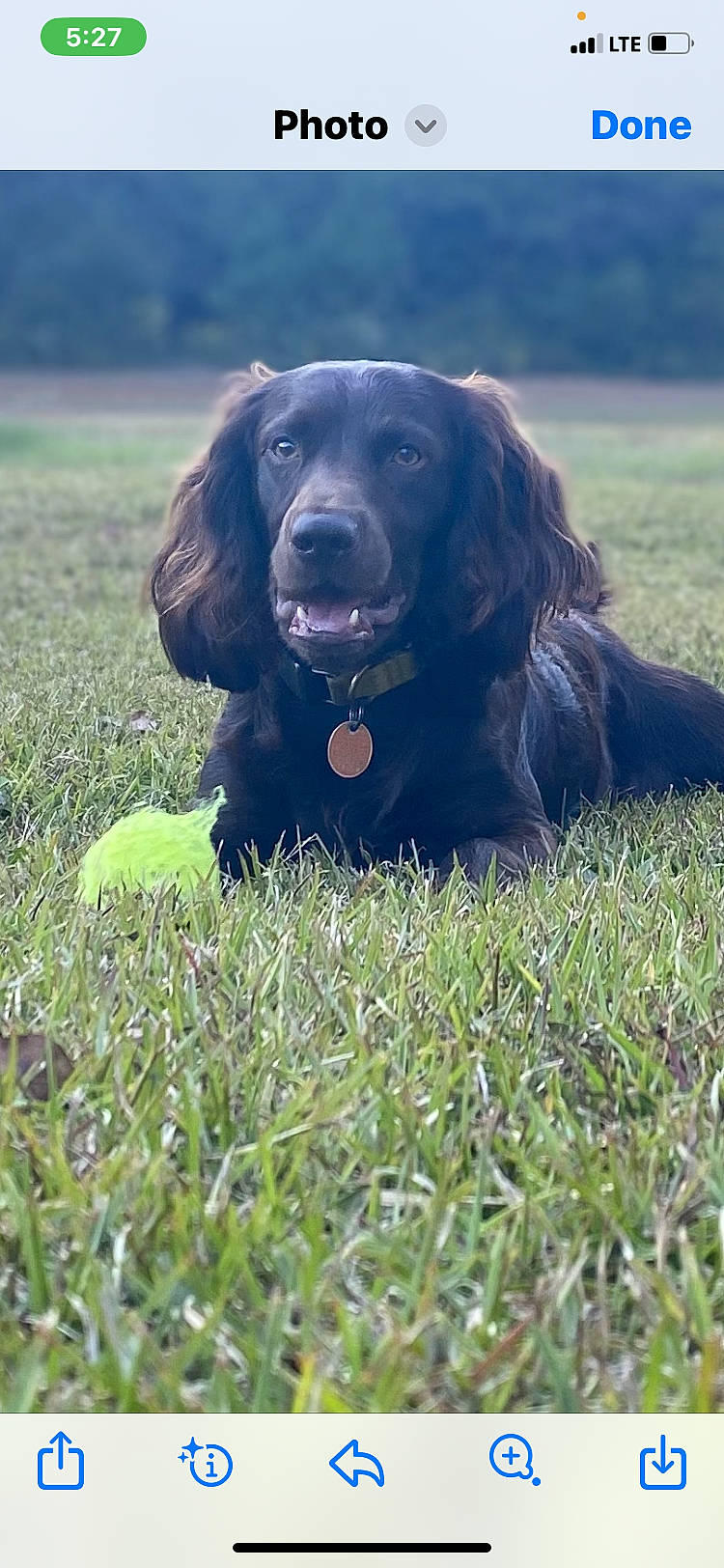 Knox is registered to the contest to win money with this photo: borador, canidae, carnivore, companion_dog, dog, dog_breed, dog_collar, grass, grassland, gun_dog, hunting_dog, liver, plant, pointing_breed, retriever, snout, spaniel, sporting_group, working_animal, working_dog