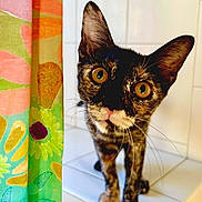 Pua is registered to the contest to win money with this photo: cat, tortoiseshell, curious, yellow_eyes, whiskers, close_up, bathroom, white_tiles, colorful_shower_curtain, floral_pattern, pet, animal, indoor, portrait, feline, tile_surface, household, cute, looking, domestic
