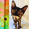 cat, tortoiseshell, curious, yellow_eyes, whiskers, close_up, bathroom, white_tiles, colorful_shower_curtain, floral_pattern, pet, animal, indoor, portrait, feline, tile_surface, household, cute, looking, domestic