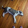 Sampson is registered to the contest to win money with this photo: dog, sleeping, wooden_floor, indoor, relaxed, pet, canine, brown_and_white, fur, flooring, resting, quiet, calm, domestic_animal, four_legs, snout, ears, tail, shoes, person_feet