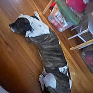 Sampson joined the competition — help win amazing prizes! dog, brindle, white, lying_down, wooden_floor, indoor, furniture, storage_box, household_items, pet, canine, resting, floor, domestic_animal, blur, sleepy, animal, side_view, relaxed, home