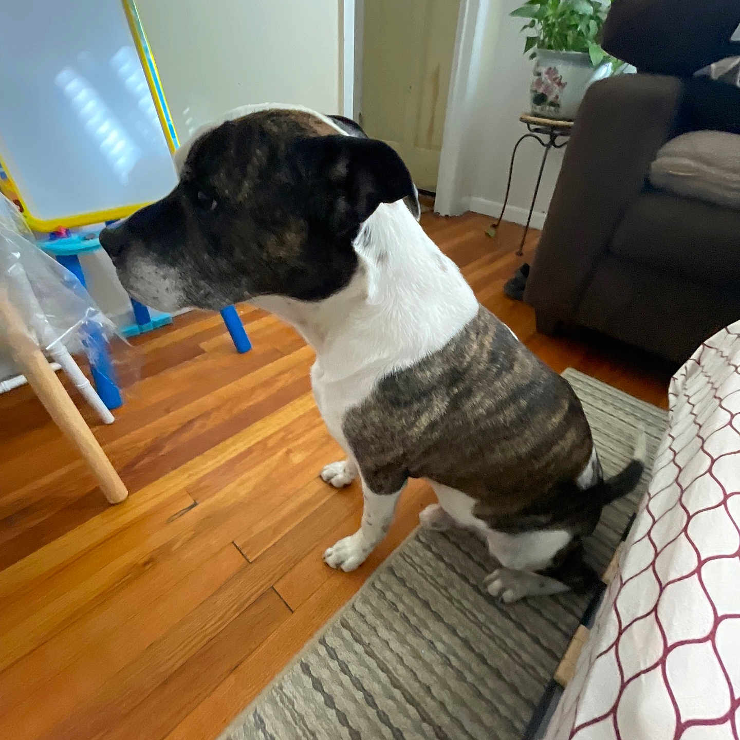 Sampson joined the competition — help win amazing prizes! dog, brindle, white, sitting, indoor, wooden_floor, rug, bed, bedspread, plant, table, easel, furniture, room, pet, canine, flooring, domestic, side_view, house