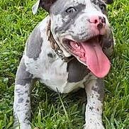 King Milo is registered to the contest to win money with this photo: dog, puppy, grass, outdoor, tongue_out, happy, playful, canine, pet, collar, spotted, nature, animal, young, fur, mammal, close_up, greenery, summer, tongue