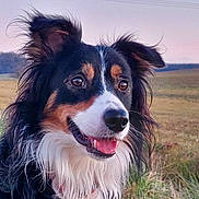 Télio participe au concours pour gagner de l'argent avec cette photo : dog, animal, outdoor, grass, field, sunset, happy, portrait, fluffy, ears, fur, nature, canine, muzzle, tongue, collar, pets, closeup, smiling, eyes