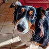 animal, close_up, companion, curious, dog, domestic, ears, fur, house, indoors, looking_up, nose, pet, portrait, red_couch, shadow, sunlight, tile_floor, tricolor, whiskers
