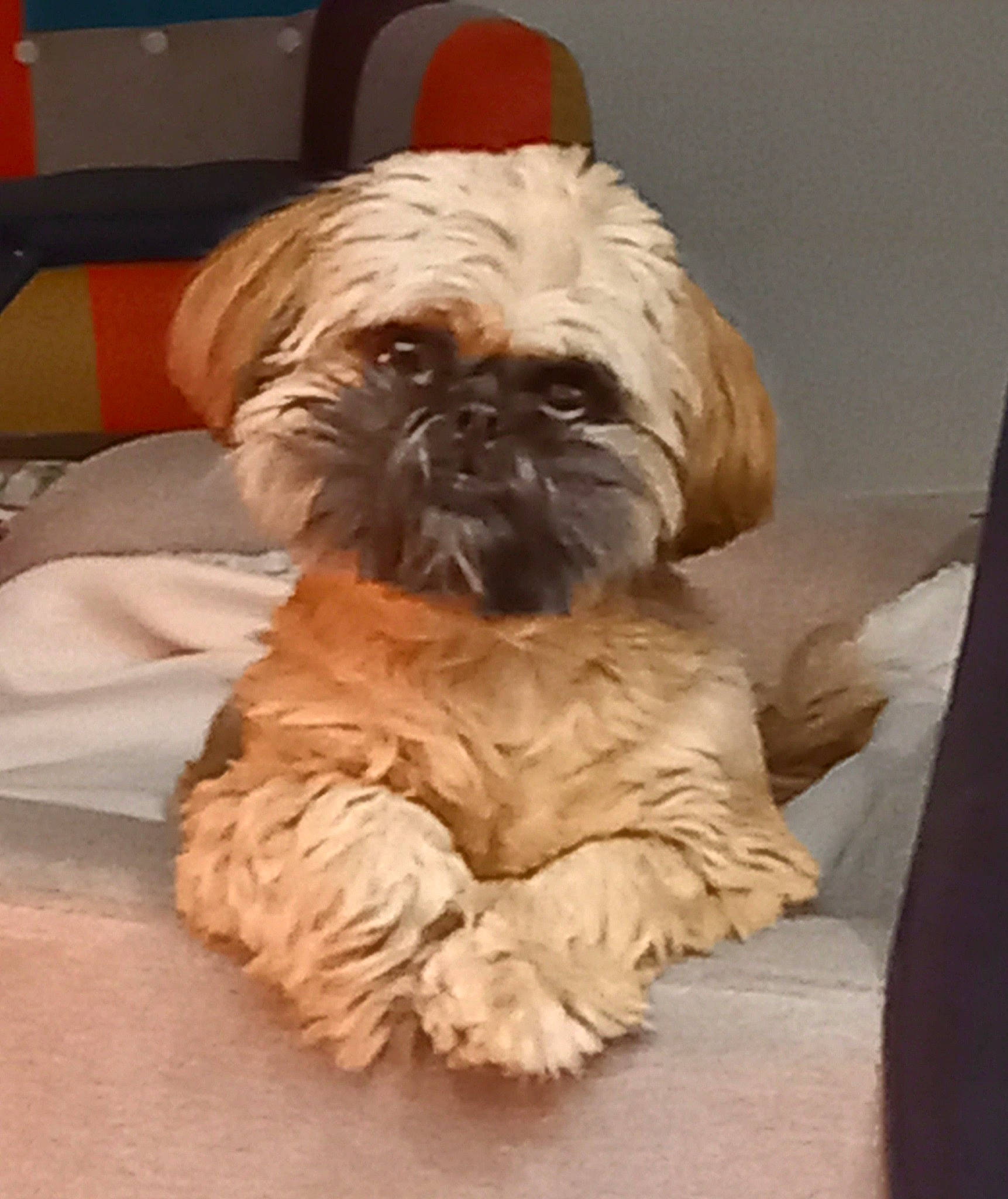 Théa a rejoint le concours — aidez-le/la à gagner de superbes lots ! canidae, carnivore, comfort, companion_dog, dog, dog_breed, fawn, fur, liver, maltepoo, puppy, shih_tzu, small_terrier, snout, sporting_group, terrestrial_animal, terrier, toy_dog, working_animal, wrinkle