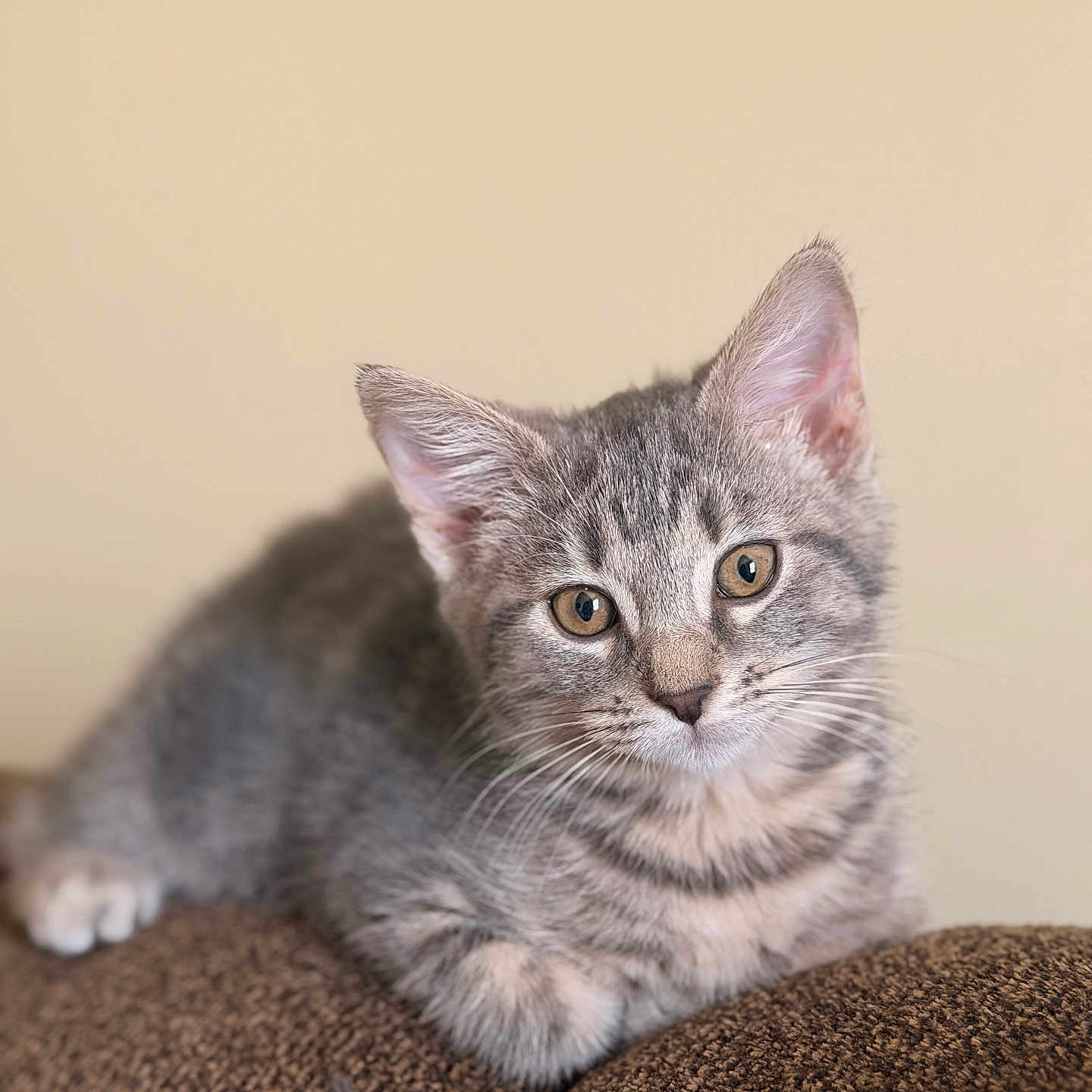 June is registered to the contest to win money with this photo: kitten, gray_tabby, cat, pet, animal, feline, young, cute, indoor, curious, whiskers, ears, fur, portrait, closeup, resting, soft_background, brown_surface, domestic, small