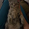 June joined the competition — help win amazing prizes! kitten, cat, sleeping, pet, indoor, lap, gray_tabby, fur, relaxed, cute, pink_clips, animal, cozy, resting, person, casual, footwear, home, comfort, hands