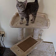 June joined the competition — help win amazing prizes! kitten, cat, cat_tree, indoor, pet, tabby, feline, curious, carpet, wall, tail_up, small_animal, scratching_post, platform, toy_ball, electrical_outlet, cord, floor, standing, domestic_cat