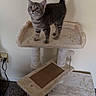 kitten, cat, cat_tree, indoor, pet, tabby, feline, curious, carpet, wall, tail_up, small_animal, scratching_post, platform, toy_ball, electrical_outlet, cord, floor, standing, domestic_cat