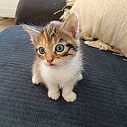 Vanille participe au concours pour gagner de l'argent avec cette photo : animal, blue_eyes, cat, cozy, curious, cushion, cute, domestic_cat, feline, fur, furniture, home, indoor, kitten, pet, sitting, small, sofa, whiskers, young