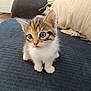 animal, blue_eyes, cat, cozy, curious, cushion, cute, domestic_cat, feline, fur, furniture, home, indoor, kitten, pet, sitting, small, sofa, whiskers, young