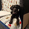 dog, black_dog, blanket, cartoon_dogs, santa_hat, couch, furniture, indoor, pet, animal, carpet, wall, decor, relaxed, laying_down, collar, tag, close_up, homedecor, cozy