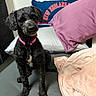 dog, black_dog, pet, collar, pink_collar, bed, pillow, blanket, indoor, curly_fur, cute, animal, small_dog, furniture, cozy, rest, looking, sitting, domestic, comfortable
