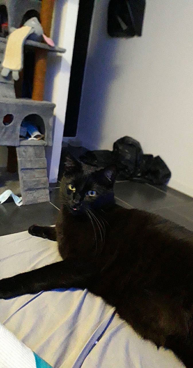 Saxo participe au concours pour gagner de l'argent avec cette photo : audio_equipment, black_cat, bombay, carnivore, cat, comfort, domestic_short_haired_cat, felidae, flooring, fur, grey, hardwood, room, small_to_medium_sized_cats, subwoofer, tail, whiskers, wood