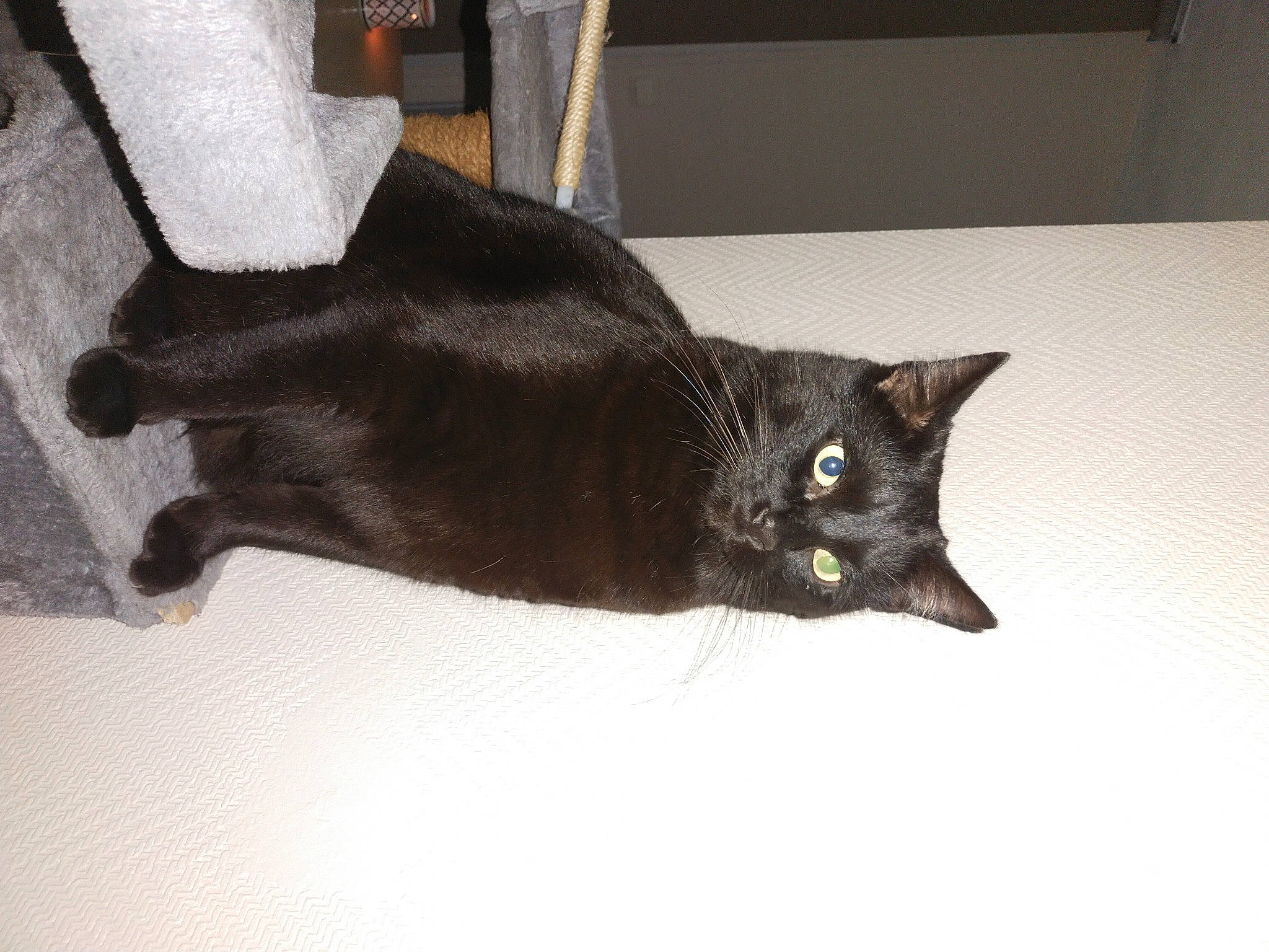 Saxo participe au concours pour gagner de l'argent avec cette photo : black_cat, bombay, carnivore, cat, claw, domestic_short_haired_cat, felidae, flooring, fur, havana_brown, small_to_medium_sized_cats, snout, tail, terrestrial_animal, whiskers, window