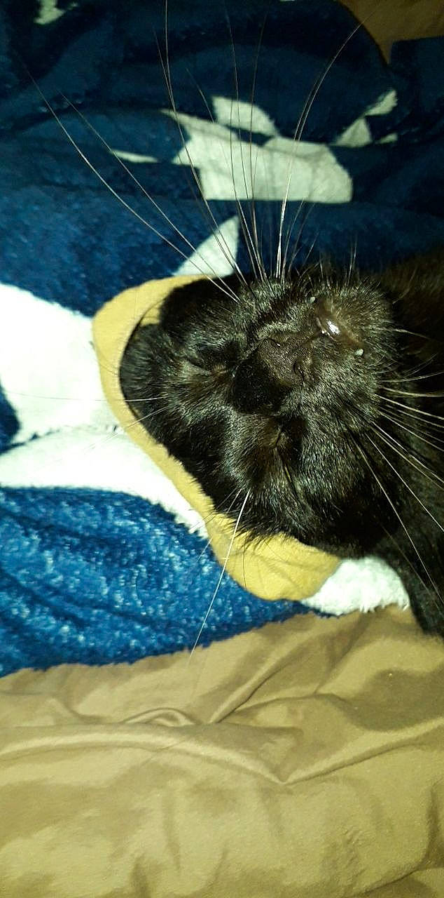 Saxo participe au concours pour gagner de l'argent avec cette photo : black_cat, canidae, carnivore, cat, claw, comfort, dog_breed, domestic_short_haired_cat, electric_blue, felidae, foot, fur, human_leg, linens, paw, small_to_medium_sized_cats, sporting_group, tail, tints_and_shades, whiskers