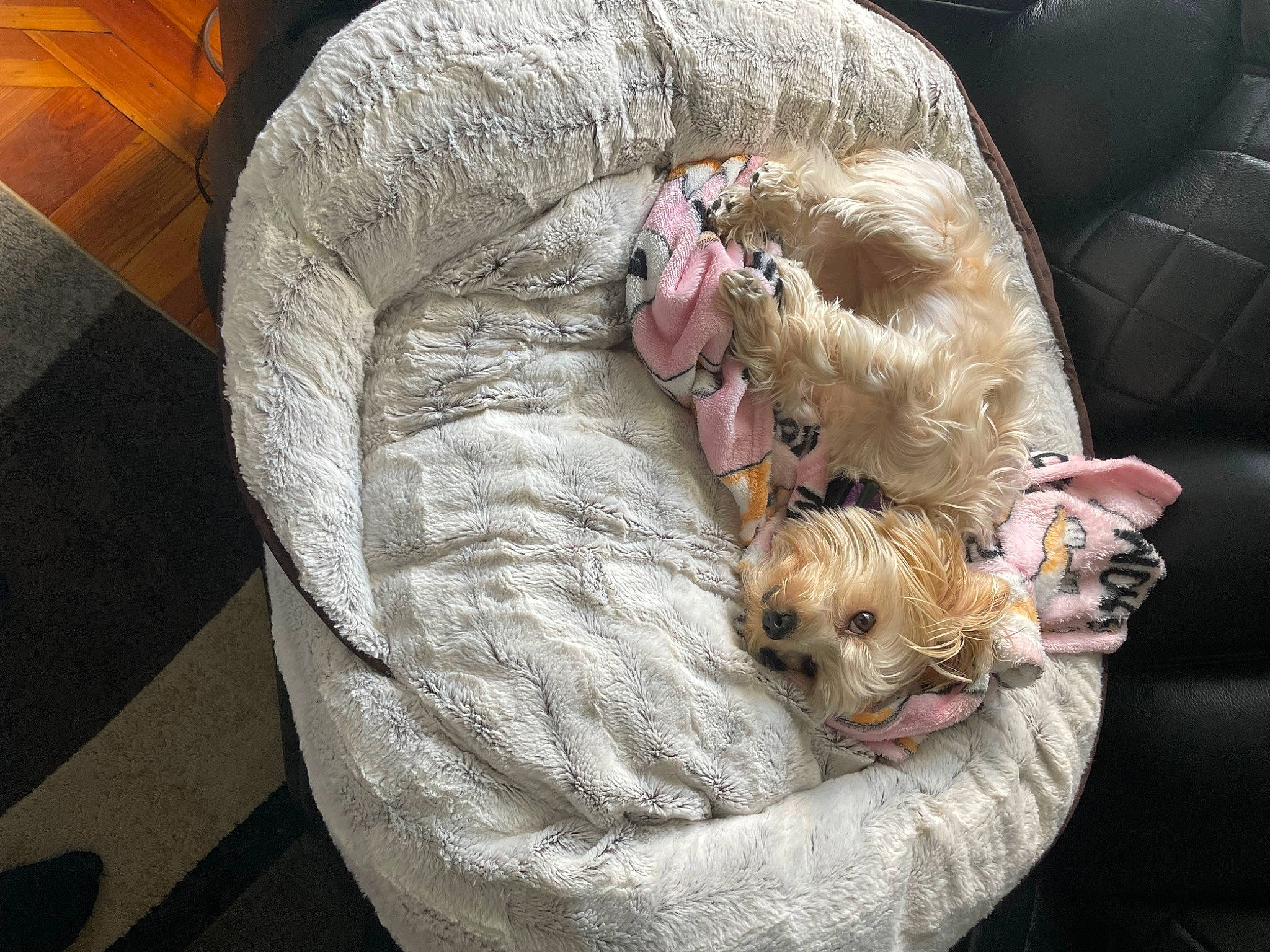 Hazel joined the competition — help win amazing prizes! canidae, carnivore, comfort, companion_dog, dog, dog_breed, dog_clothes, dog_supply, fawn, fur, linens, puppy, small_terrier, snout, sporting_group, terrier, toy, toy_dog, working_animal, yorkshire_terrier