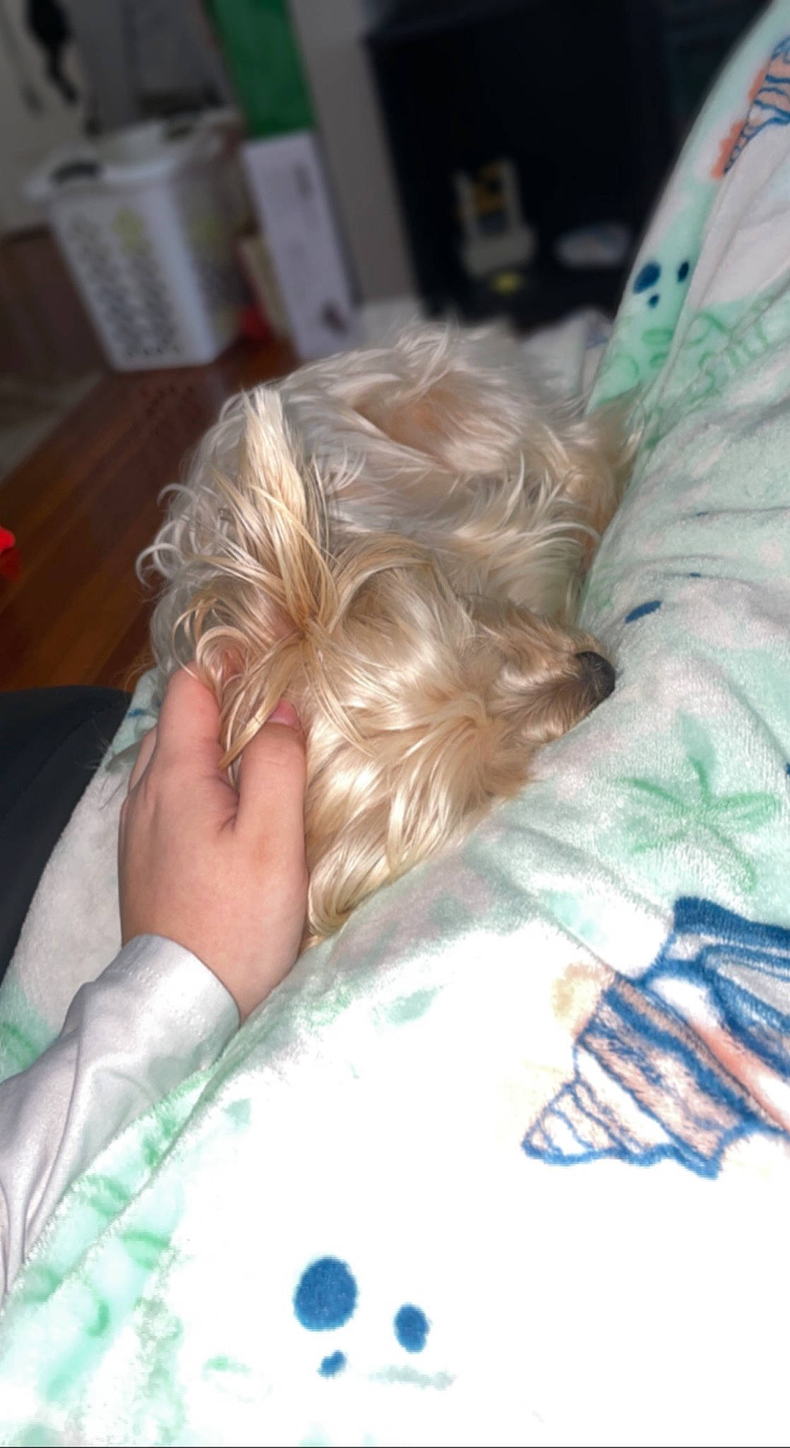 Hazel is registered to the contest to win money with this photo: back, bed, bed_sheet, bedding, bedroom, bedtime, blanket, comfort, companion_dog, duvet, flooring, fur, hair_coloring, human_leg, linens, long_hair, nap, room, table, textile