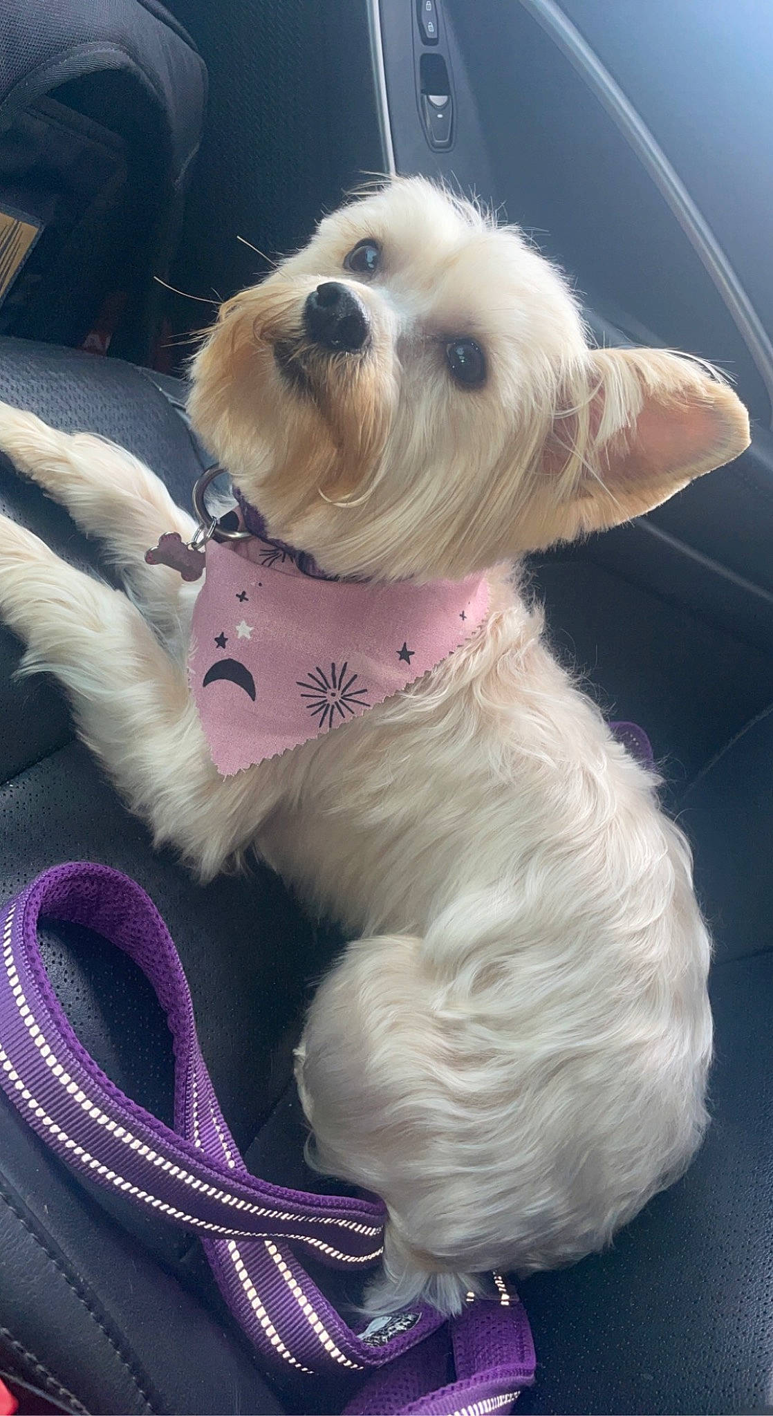 Hazel is registered to the contest to win money with this photo: carnivore, collar, companion_dog, dog, dog_breed, dog_clothes, dog_collar, dog_supply, fashion_accessory, fur, labradoodle, pink, puppy_love, schnauzer, small_terrier, terrier, toy, toy_dog, working_animal, yorkipoo