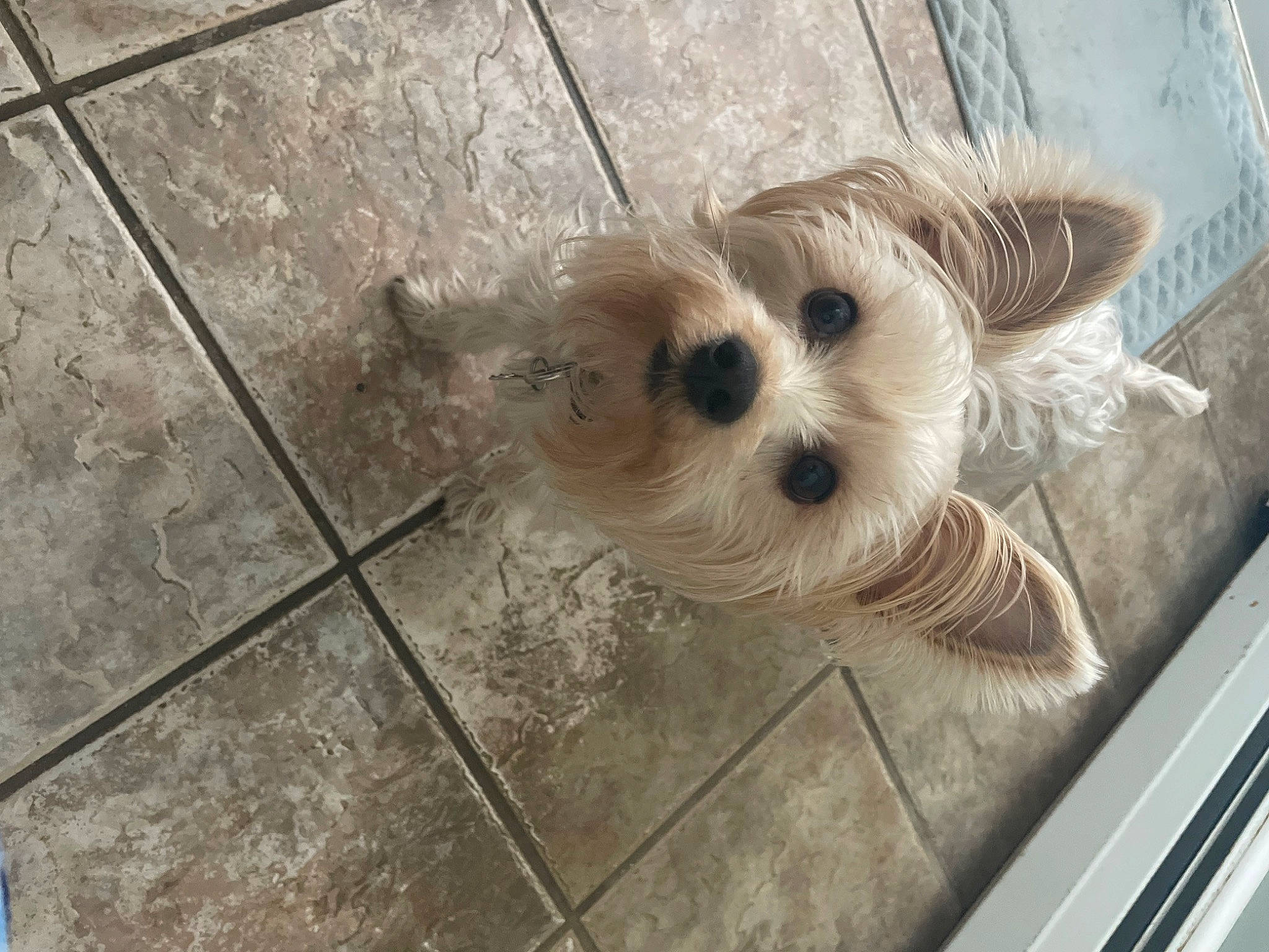 Hazel is registered to the contest to win money with this photo: canidae, carnivore, companion_dog, concrete, dog, dog_breed, dog_supply, fawn, flooring, fur, hardwood, pattern, small_terrier, snout, sporting_group, tail, terrier, toy_dog, wood, working_animal