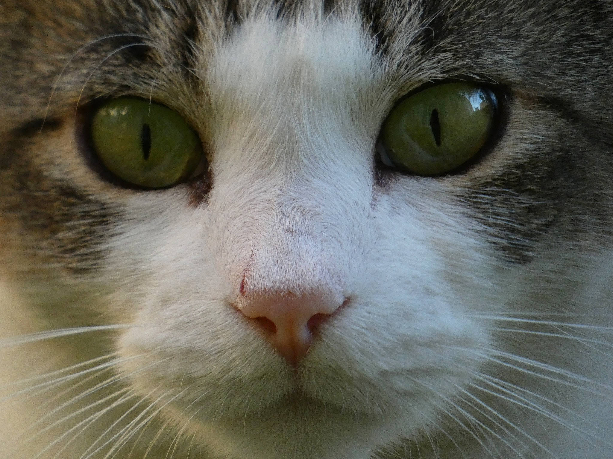 Crapaud participe au concours pour gagner de l'argent avec cette photo : aegean_cat, american_wirehair, carnivore, cat, close_up, domestic_short_haired_cat, european_shorthair, eye, felidae, fur, green, head, iris, mammal, nose, organ, siberian, small_to_medium_sized_cats, snout, whiskers