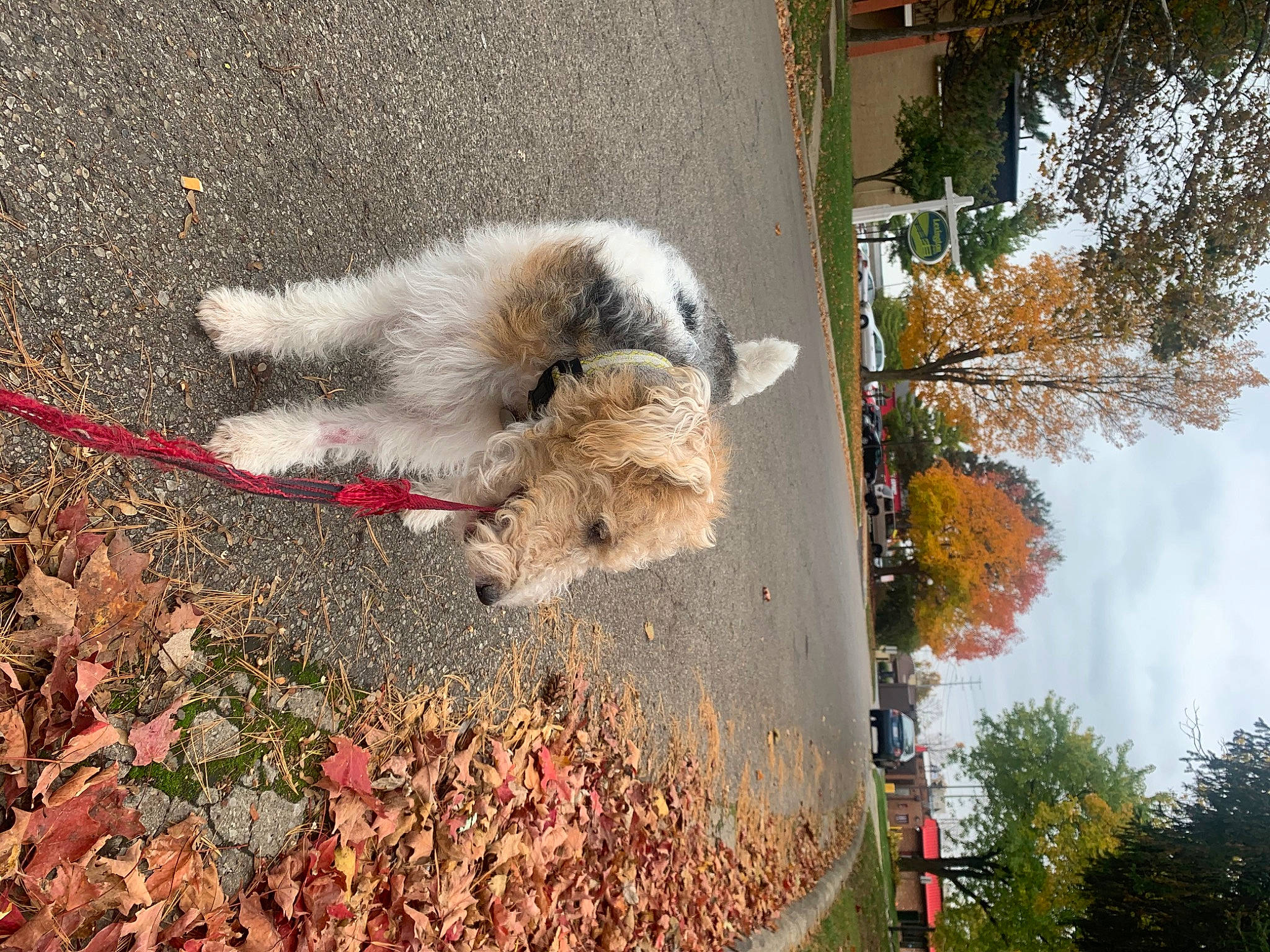 Chester joined the competition — help win amazing prizes! art, asphalt, carnivore, companion_dog, dog, dog_breed, fawn, felidae, fur, grass, plant, road_surface, sidewalk, sky, small_to_medium_sized_cats, snout, tail, terrier, tree, working_animal