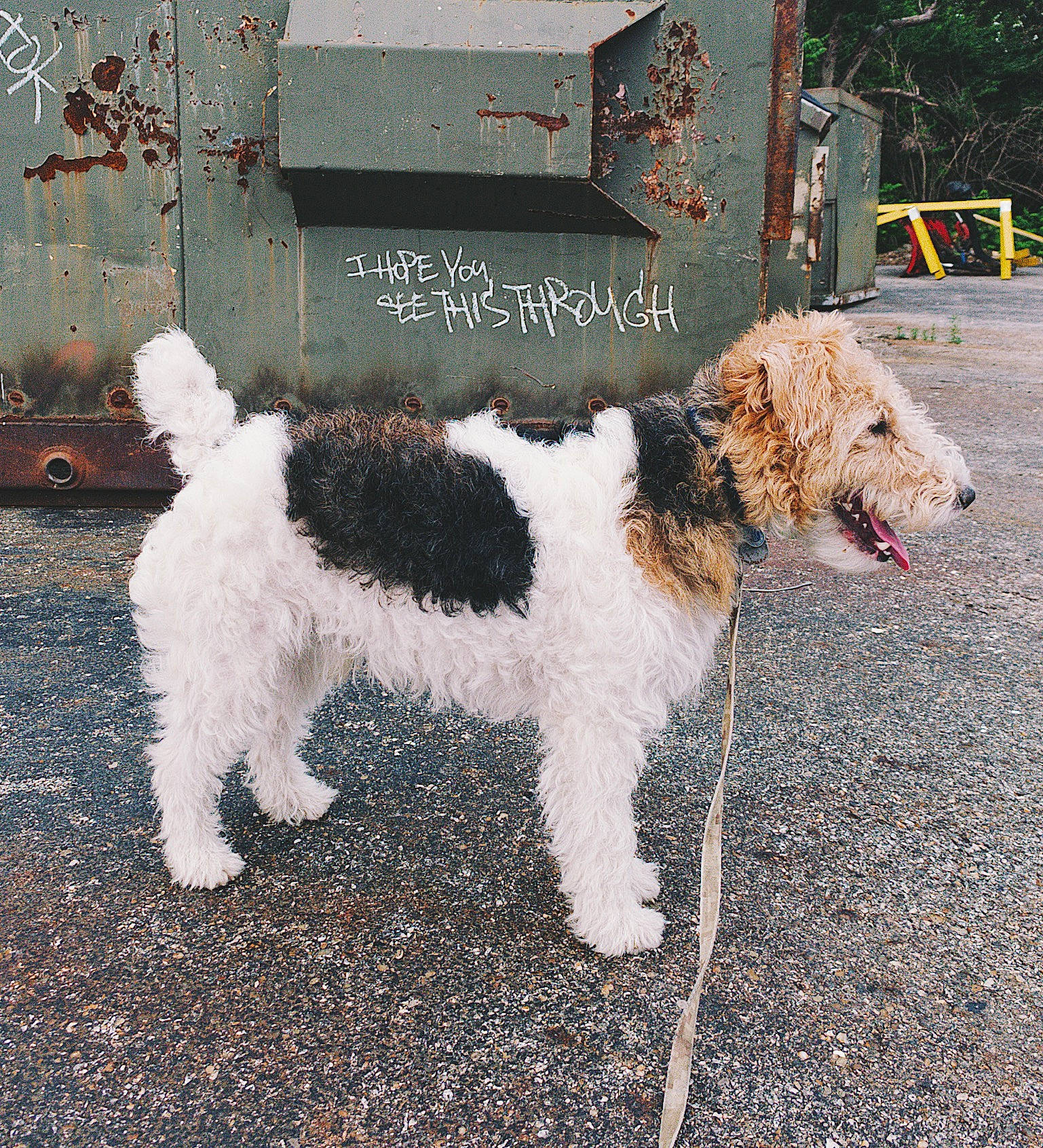 Chester is registered to the contest to win money with this photo: canidae, carnivore, companion_dog, dog, dog_breed, dog_collar, fur, grass, gun_dog, plant, road_surface, snout, sporting_group, tail, terrestrial_animal, terrier, water_dog, working_animal, working_dog