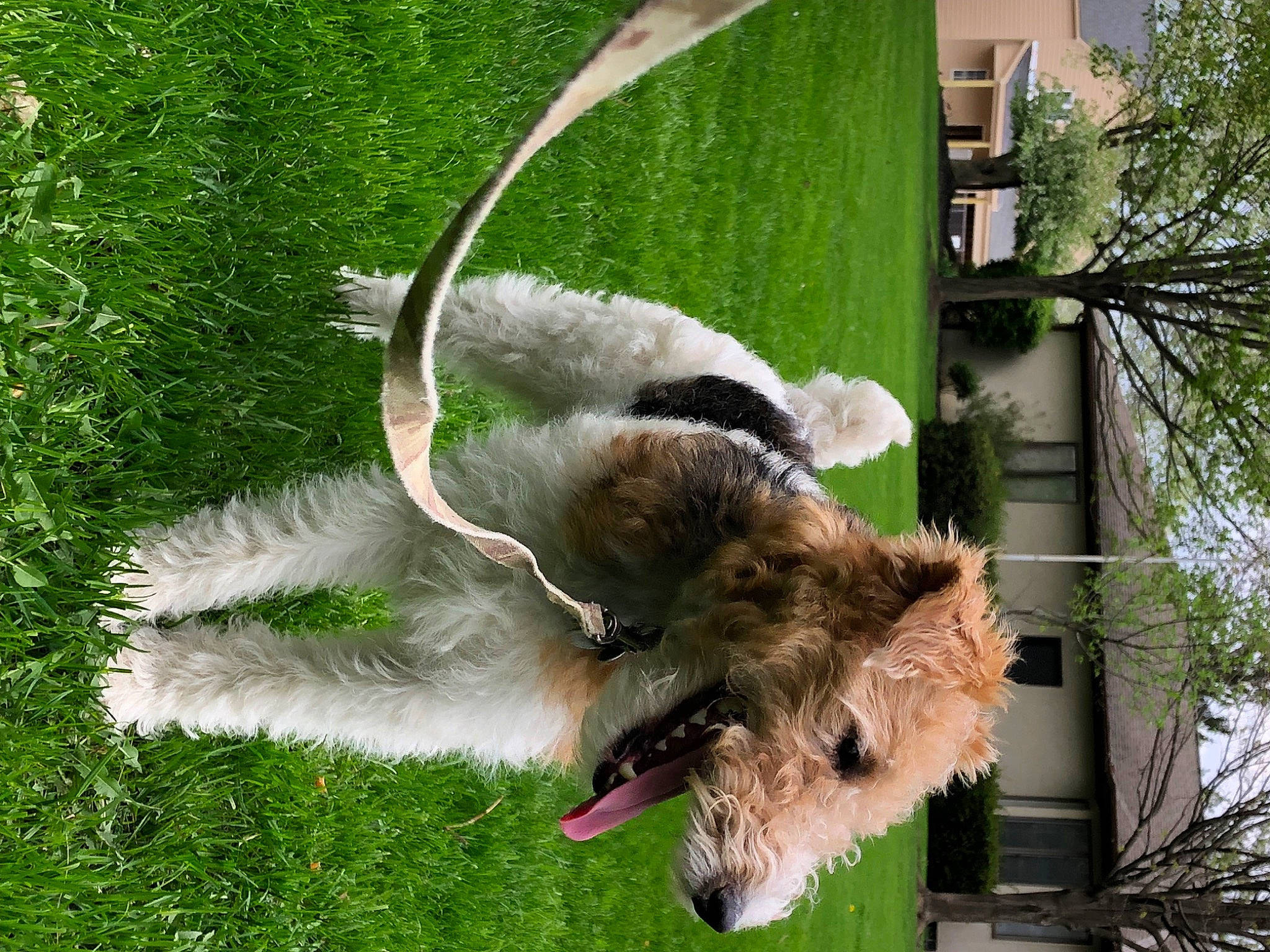 Chester joined the competition — help win amazing prizes! beak, canidae, carnivore, collar, companion_dog, dog, dog_breed, fawn, feather, felidae, fur, grass, plant, snout, sporting_group, tail, terrestrial_animal, tree, window, wing