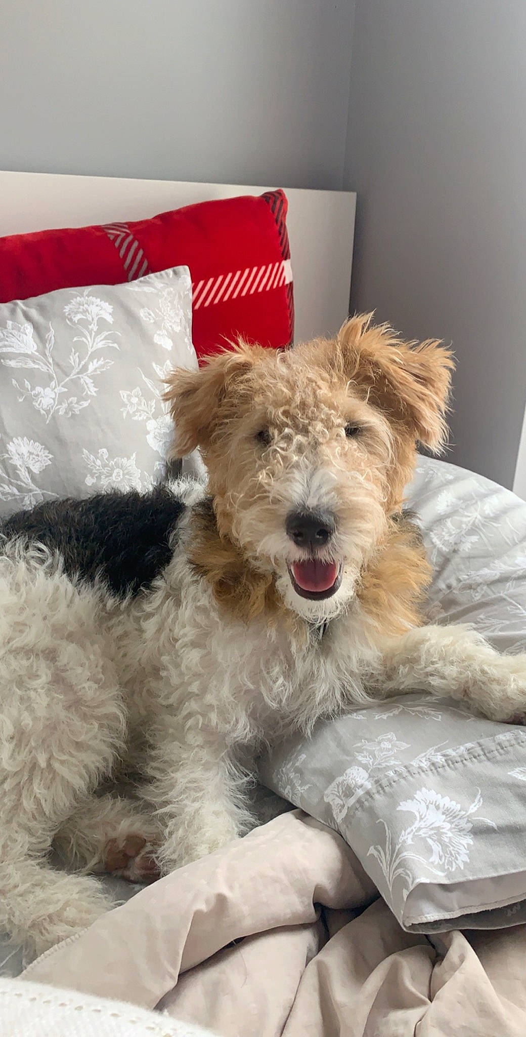 Chester joined the competition — help win amazing prizes! carnivore, companion_dog, dog, dog_breed, dog_supply, fur, home_accessories, pattern, snout, terrestrial_animal, terrier, water_dog, working_animal