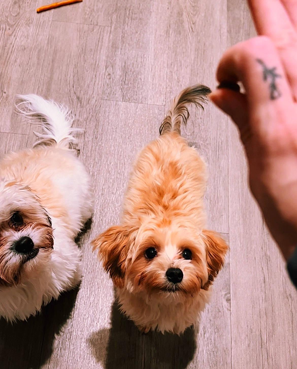 Baxter is registered to the contest to win money with this photo: canidae, carnivore, companion_dog, dog, dog_breed, dog_supply, fashion_accessory, fawn, fur, liver, maltepoo, nail, peach, puppy, small_terrier, snout, sporting_group, terrier, toy_dog, working_animal