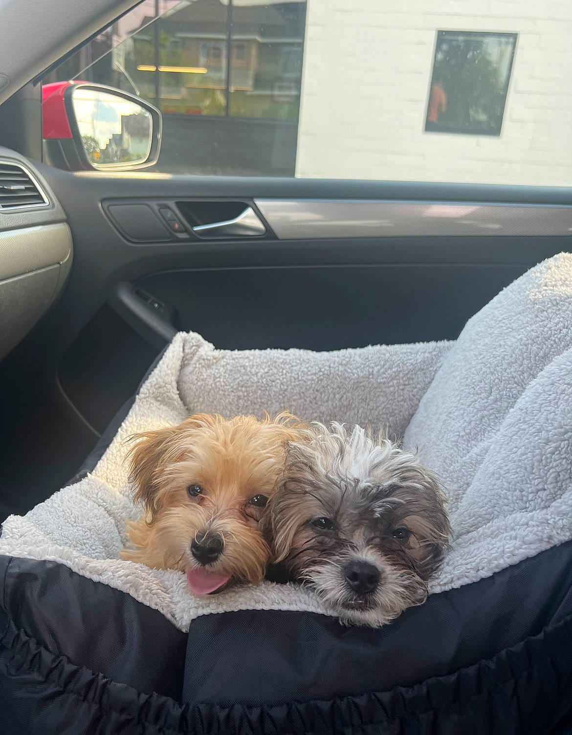 Baxter joined the competition — help win amazing prizes! auto_part, canidae, car, car_seat_cover, carnivore, comfort, companion_dog, dog, dog_breed, door, family_car, fur, motor_vehicle, picture_frame, small_terrier, sporting_group, terrier, toy_dog, vehicle, vehicle_door