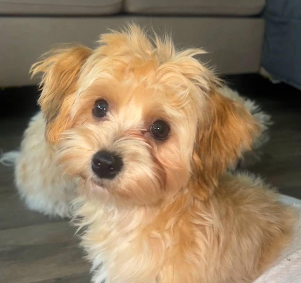 Baxter is registered to the contest to win money with this photo: biewer_terrier, canidae, carnivore, companion_dog, dog, dog_breed, fur, mal_shi, maltepoo, non_sporting_group, poodle_crossbreed, shih_poo, small_terrier, snout, sporting_group, terrier, toy_dog, water_dog, working_animal, yorkipoo