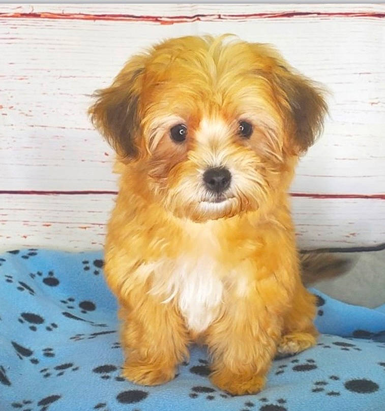 Baxter is registered to the contest to win money with this photo: biewer_terrier, canidae, carnivore, companion_dog, dog, dog_breed, dog_supply, fur, liver, maltepoo, puppy, small_terrier, snout, sporting_group, terrier, toy_dog, whiskers, wood, working_animal, yorkipoo