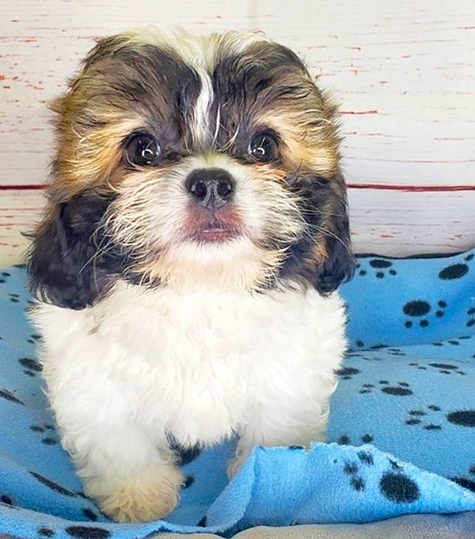 Shiloh joined the competition — help win amazing prizes! canidae, carnivore, companion_dog, dog, dog_breed, dog_supply, fur, liver, maltepoo, non_sporting_group, puppy, shih_poo, shih_tzu, small_terrier, snout, sporting_group, terrestrial_animal, toy_dog, working_animal