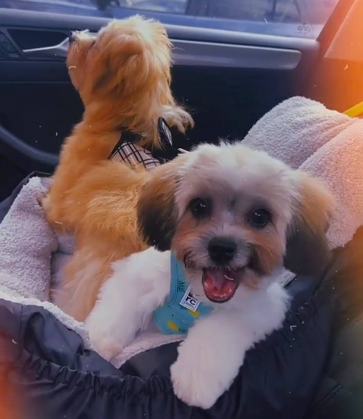 Shiloh joined the competition — help win amazing prizes! canidae, car, carnivore, companion_dog, dog, dog_breed, dog_supply, eyewear, fur, happy, maltepoo, puppy_love, shih_poo, small_terrier, snout, sporting_group, sunglasses, terrier, toy_dog, working_animal